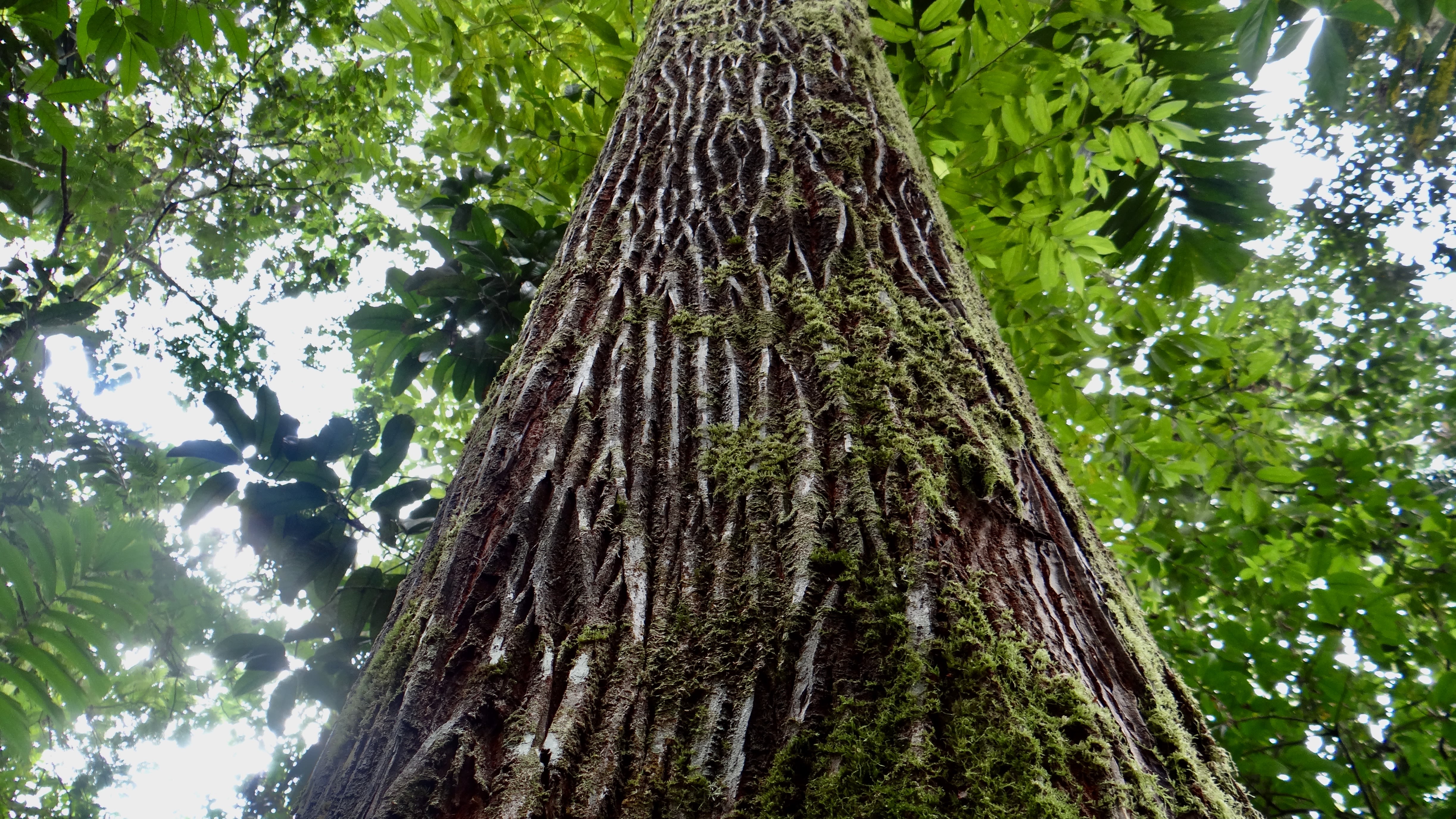 rainforest trees