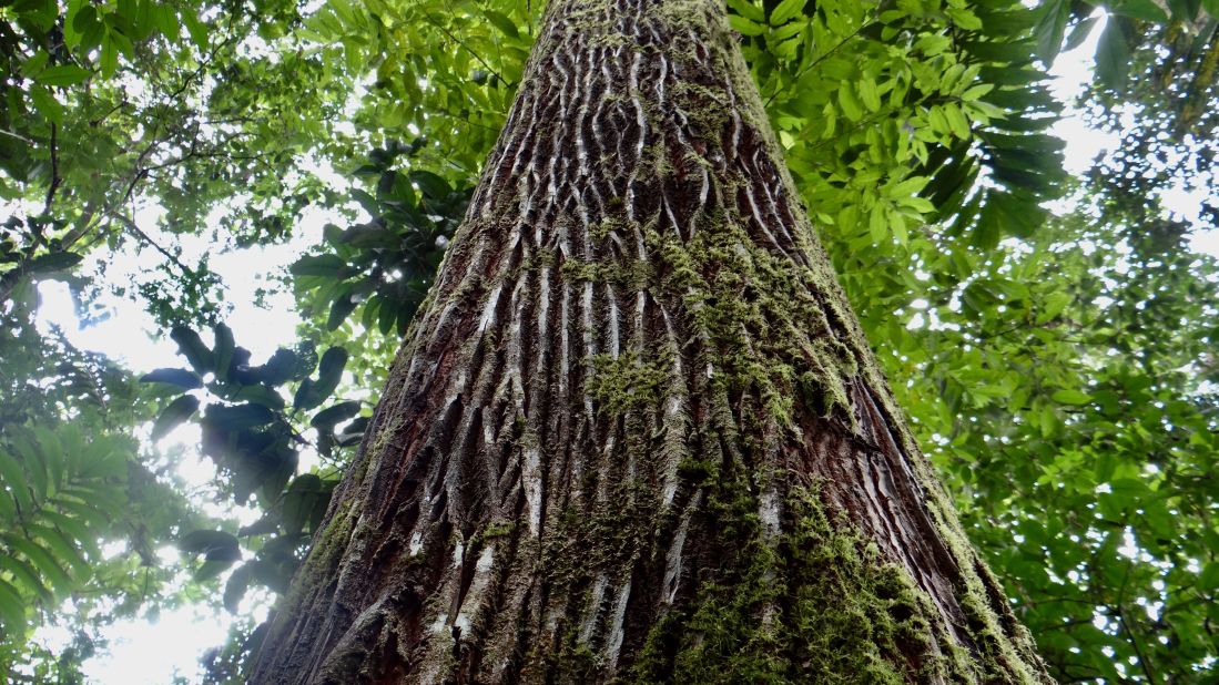 Trees battle for sunlight, stretching up through thick canopies. Pictured is the trunk of a deciduous Jicaro tree, a species native to Costa Rica.