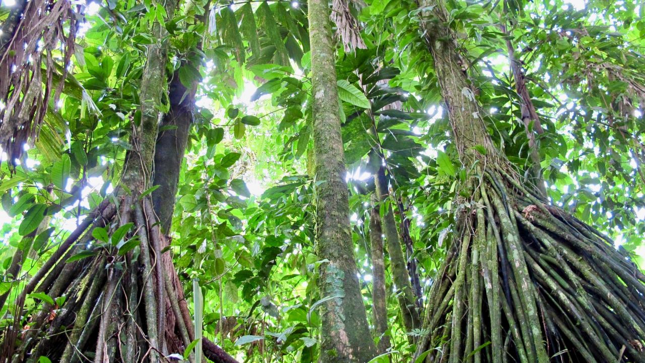 This is thanks in part to the government's radical action. It banned deforestation in 1996 and introduced a pioneering payment system that rewards farmers for improving nature and replanting trees. 