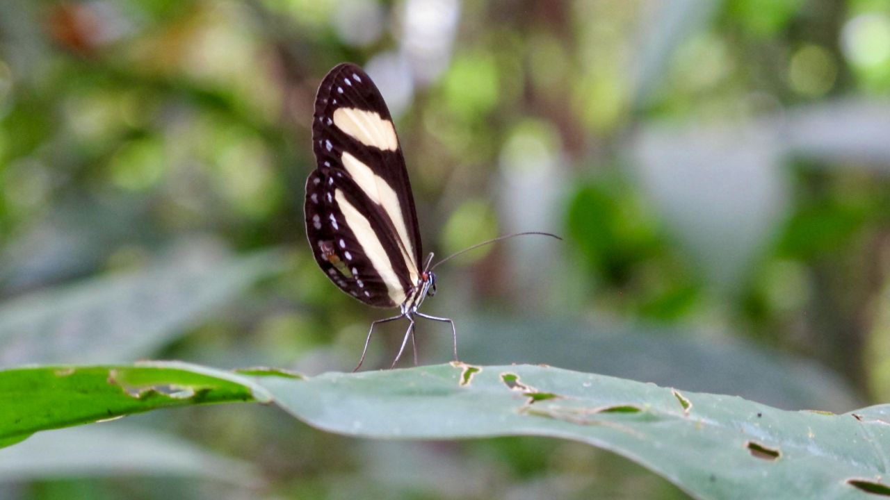 As do the thousands of butterfly species that can be found in the country.