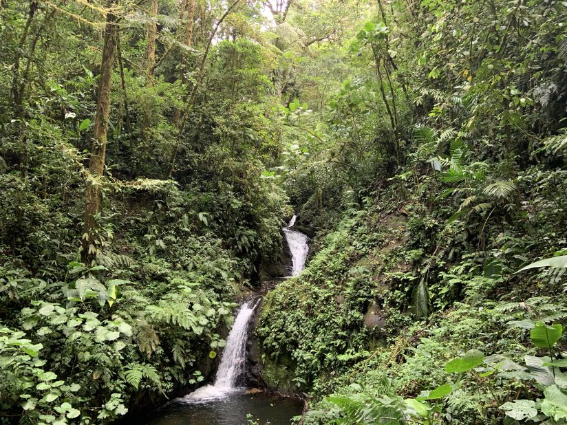 Three quarters of Costa Rica was once covered in lush rainforest, but excessive tree felling had destroyed between a third and a half of the forest by 1987. However, a government initiative that rewards farmers for practicing sustainable forestry and environmental protection has made Costa Rica the first tropical country to <a href="https://edition.cnn.com/2020/07/27/americas/reforestation-costa-rica-c2e-spc/index.html" target="_blank">stop and reverse deforestation</a>. With 60% of the land once again forested, the country is now home to about half a million plant and animal species. 