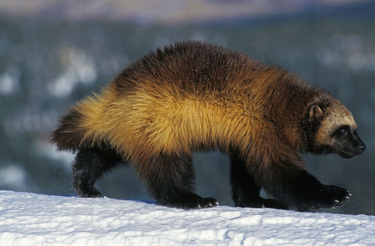 A stock photo of a wolverine.