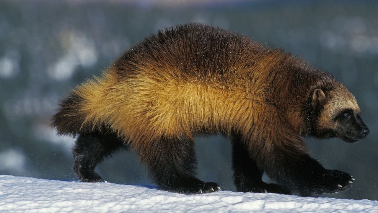 A stock photo of a wolverine.