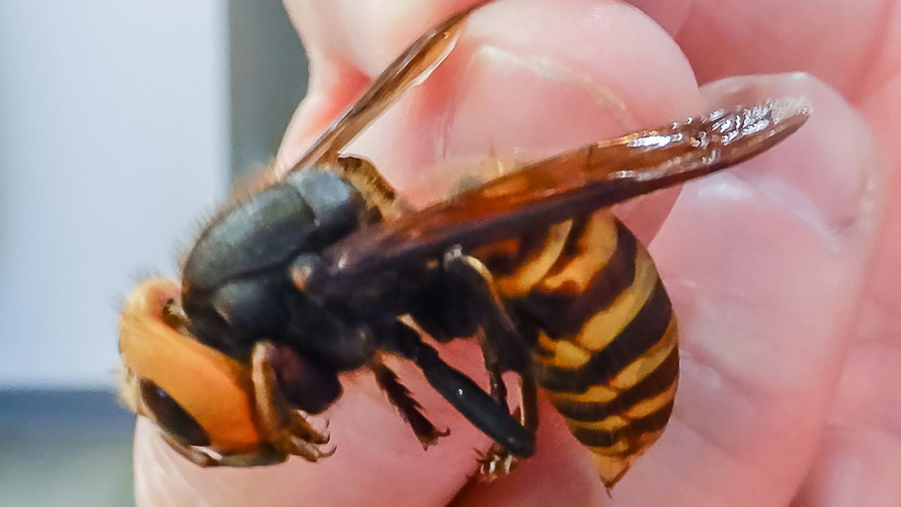 Washington state officials have not had any confirmed Asian giant hornet sightings this year.
