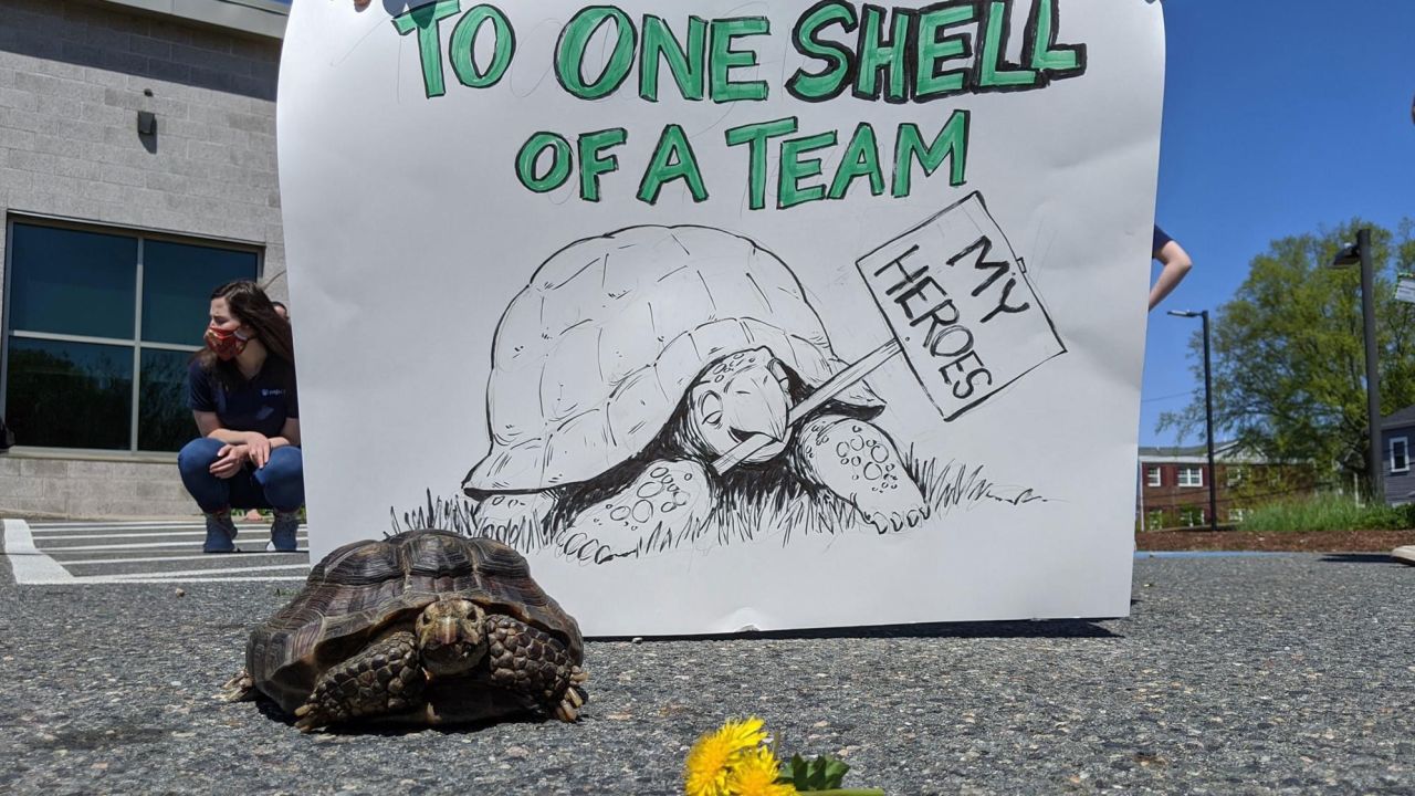 When Ms. Jennifer's owner died from Covid-19, the tortoise became a darling of news outlets and social media.