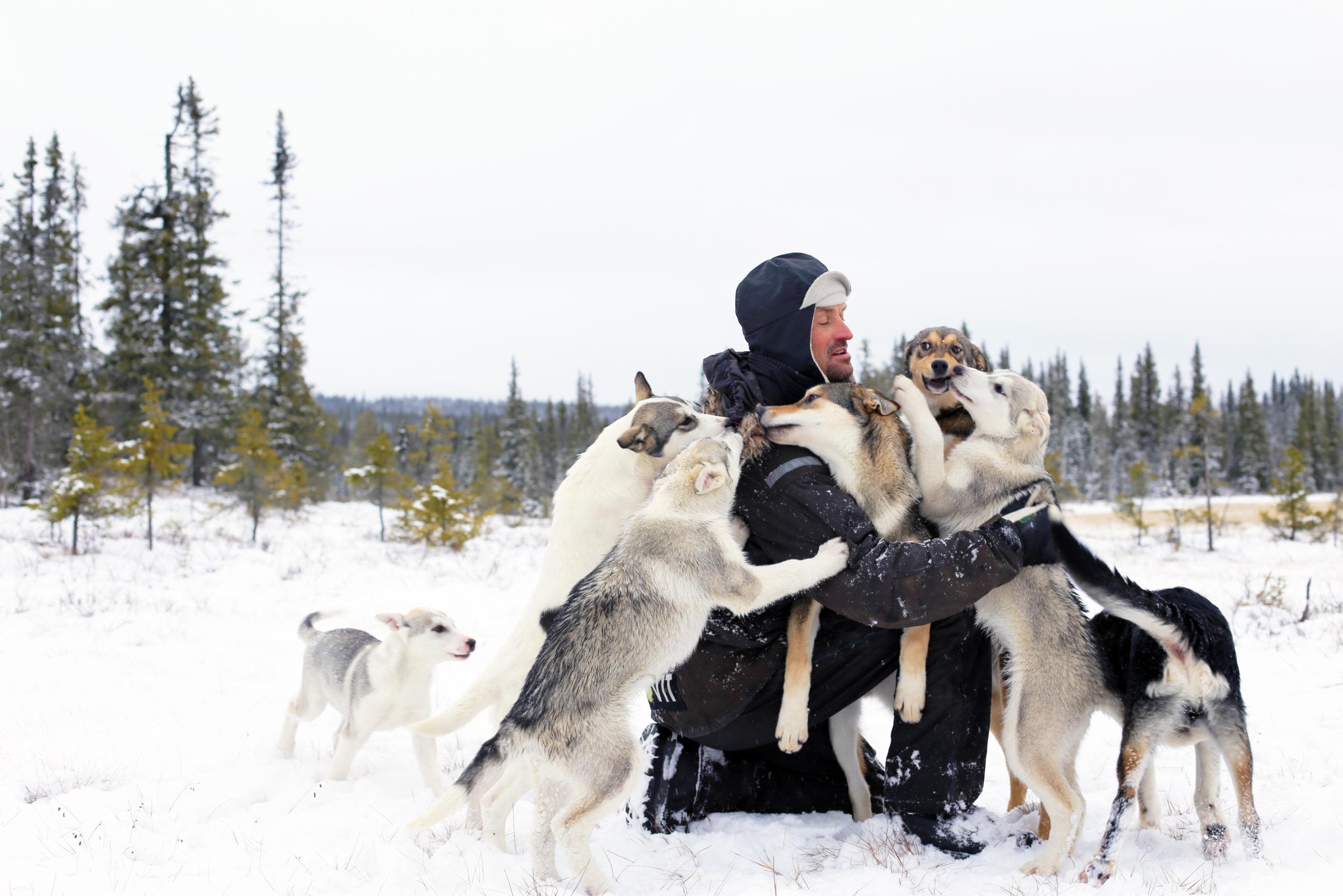 how long do sled dogs work and how do they retire