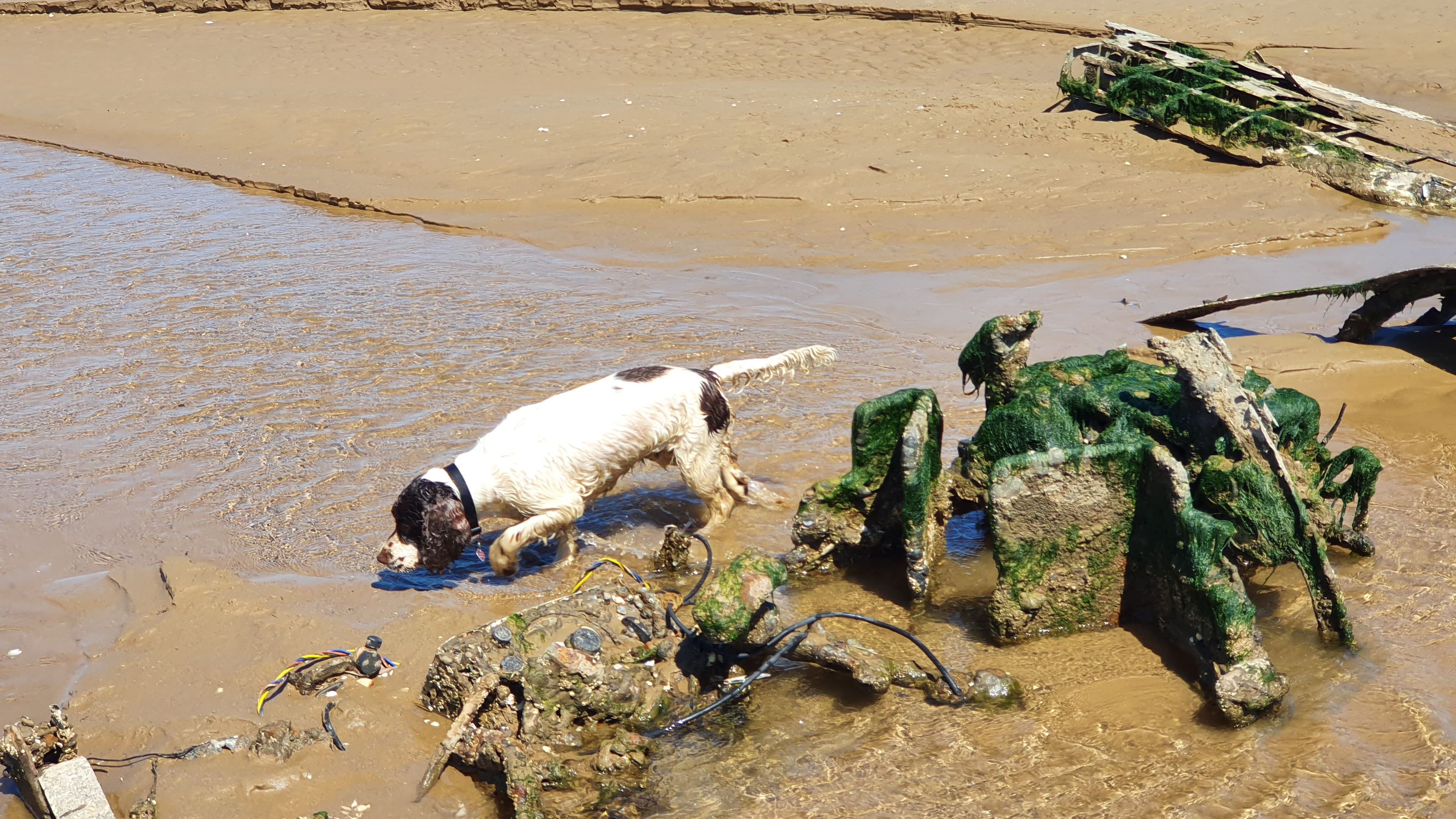 when can dogs go on the beach in cleethorpes