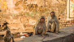AGRA, INDIA - FEBRUARY 23: Monkeys sit on roads and climb walls in a residential area outside Taj Mahal  on February 23, 2020 in Agra, India. Authorities have made elaborate security arrangements in the city ahead of US President Donald Trump and his familys visit to the iconic Taj Mahal, a  17th-century mausoleum built by Mughal Emperor Shah Jehan that draws millions of tourists from India and abroad annually. The UNESCO World Heritage Site is being specially spruced up for  the  occasion and authorities have even deployed five langurs in addition to over 120 security personal to tackle local monkeys who often prove to be a nuisance for visitors. (Photo by Yawar Nazir/ Getty Images)