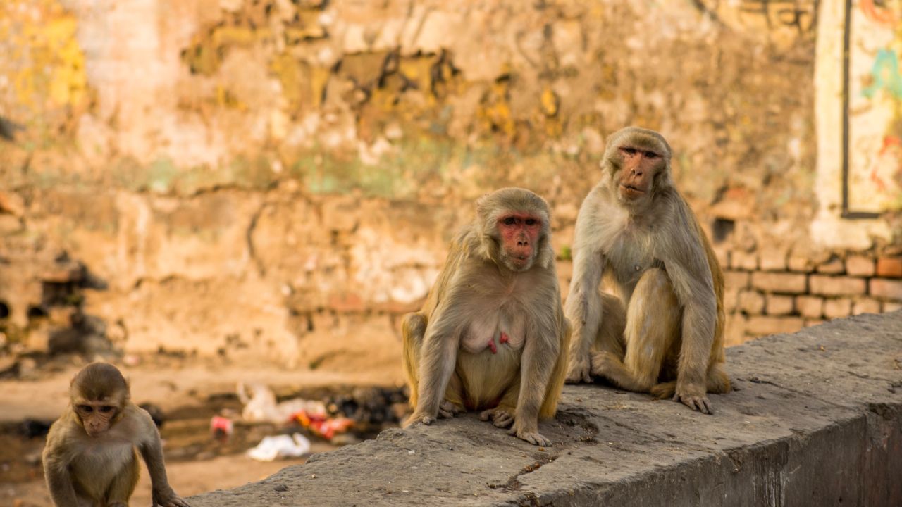 Monkeys, such as those pictured here in Agra, India, climbed the trees with the samples after snatching them from a lab assistant.
