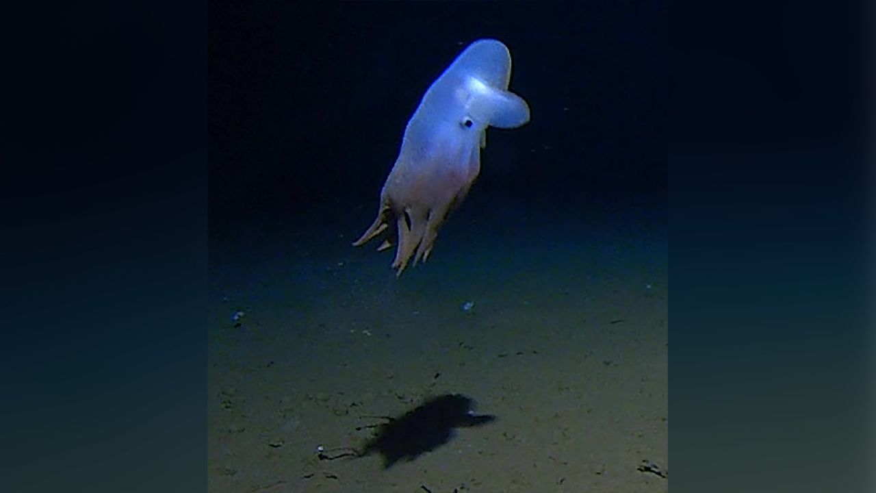 Deep-sea explorers were startled to encounter the creature more than 4 miles beneath the Indian Ocean.
