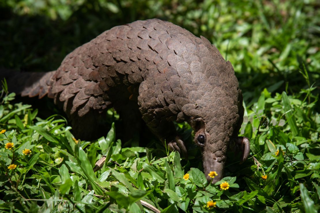 A white-bellied pangolin  rescued from local animal traffickers at the Uganda Wildlife Authority office in Kampala, Uganda, on April 9, 2020.