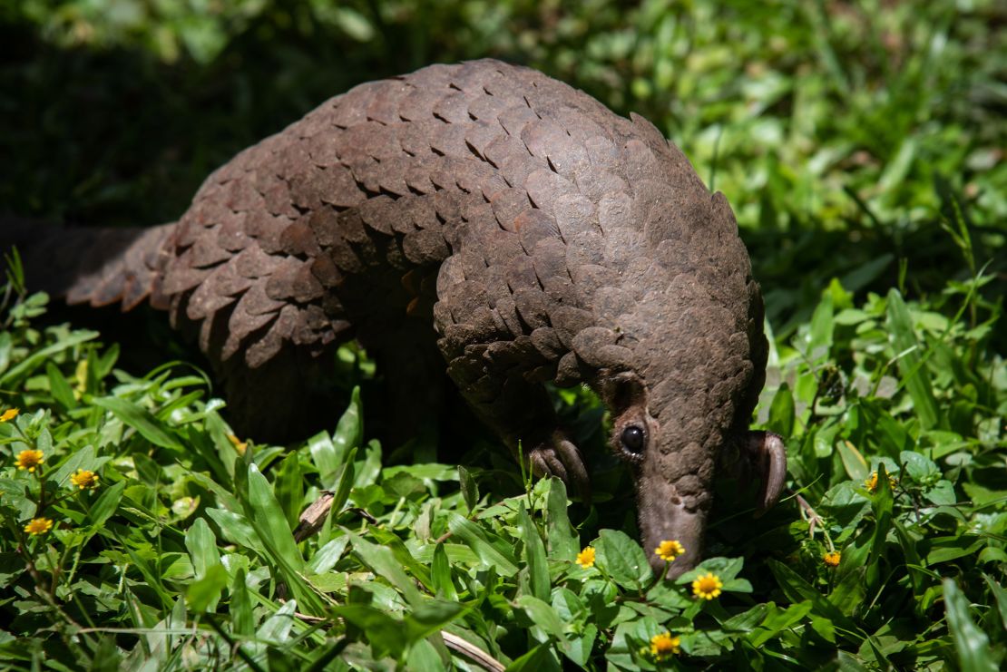 A white-bellied pangolin rescued from local animal traffickers at the Uganda Wildlife Authority office in Kampala, Uganda, on April 9, 2020.