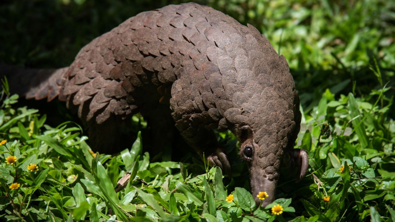 A white-bellied pangolin  rescued from local animal traffickers at the Uganda Wildlife Authority office in Kampala, Uganda, on April 9, 2020.