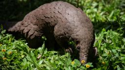 A white-bellied pangolin which was rescued from local animal traffickers is seen at the Uganda Wildlife Authority (UWA) office in Kampala, Uganda, on April 9, 2020. (Photo by Isaac Kasamani / AFP) (Photo by ISAAC KASAMANI/AFP via Getty Images)