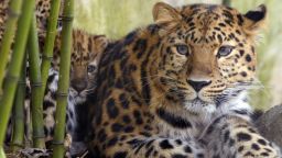 One (L) of the three newly-born Amur leopards (Panthera pardus orientalis) is pictured next to its mother "Elixa" on March 29, 2010 at Mulhouse zoo, eastern France. They were born on December 10, 2009. AFP PHOTO / SEBASTIEN BOZON (Photo credit should read SEBASTIEN BOZON/AFP via Getty Images)