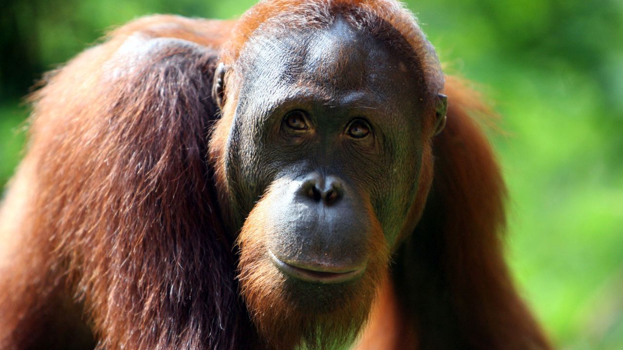 Orangutans are being wiped out as their habitat continues to disappear.