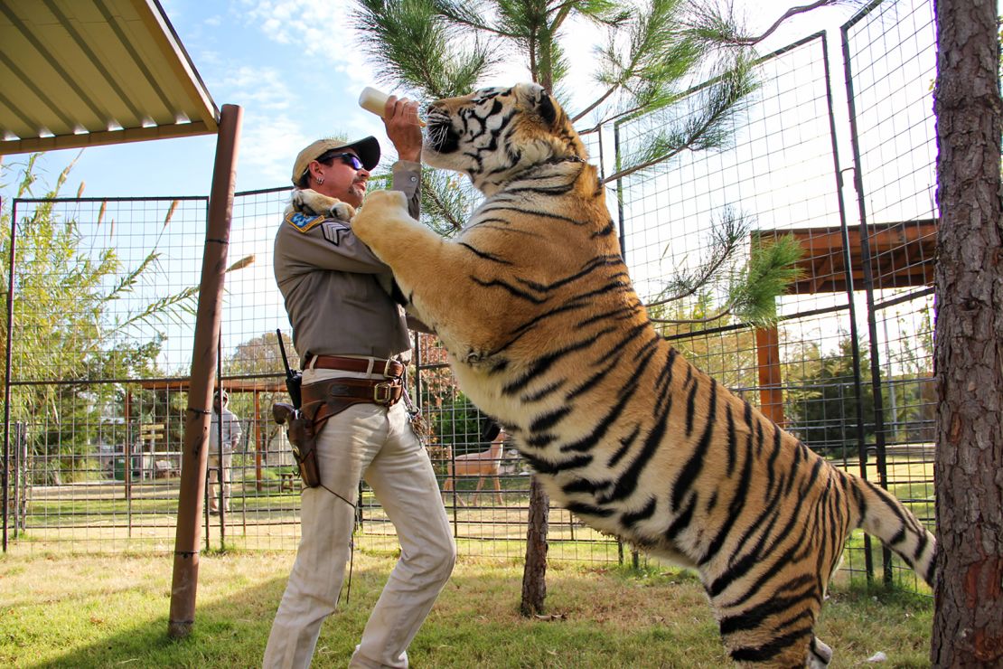 Tiger King Joe Exotic was reported to have more than 200 big cats at his zoo in Oklahoma.
