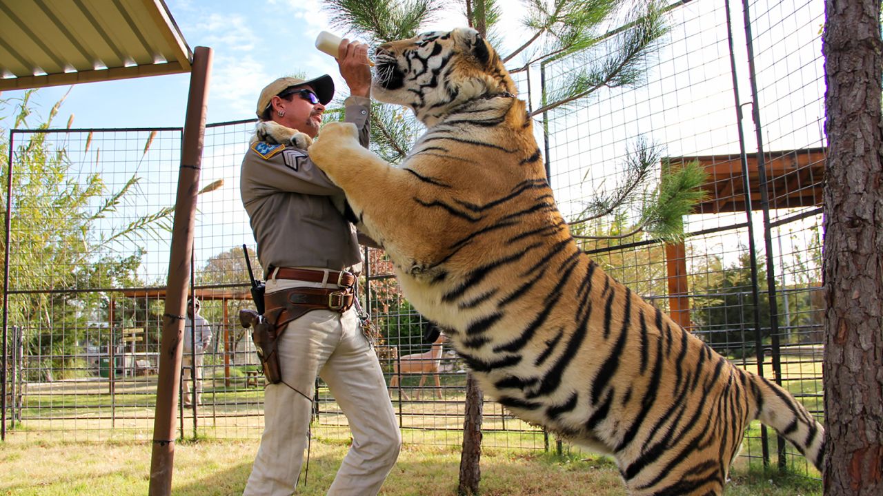 Tiger King Joe Exotic was reported to have more than 200 big cats at his zoo in Oklahoma.