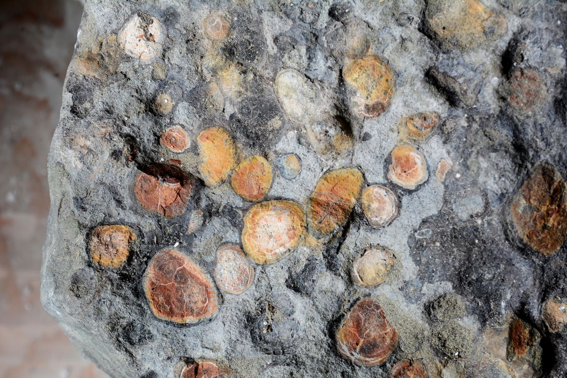 This stomach block from the nodosaur is about the size of a soccer ball. 