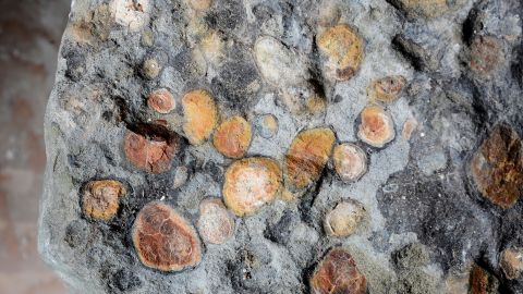This stomach block from the nodosaur is about the size of a soccer ball.