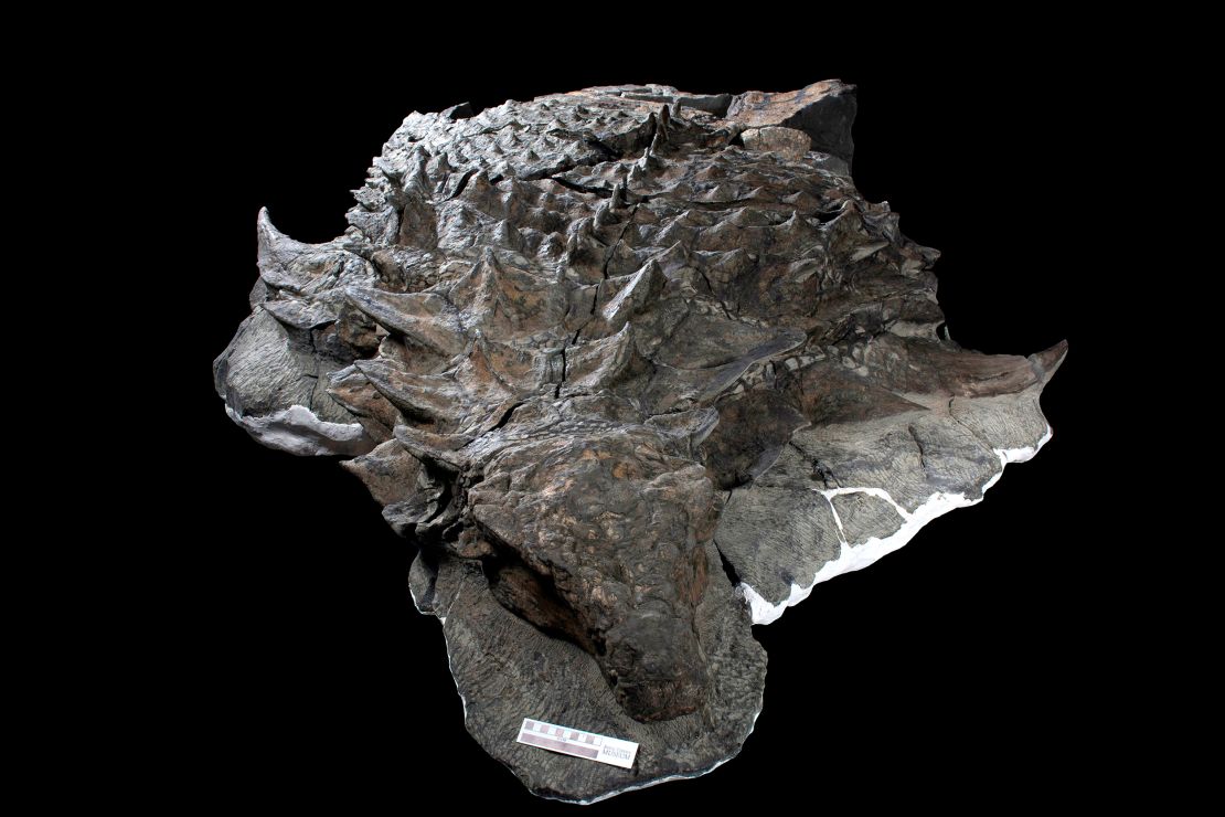 The fossil of the nodosaur is incredibly well preserved.