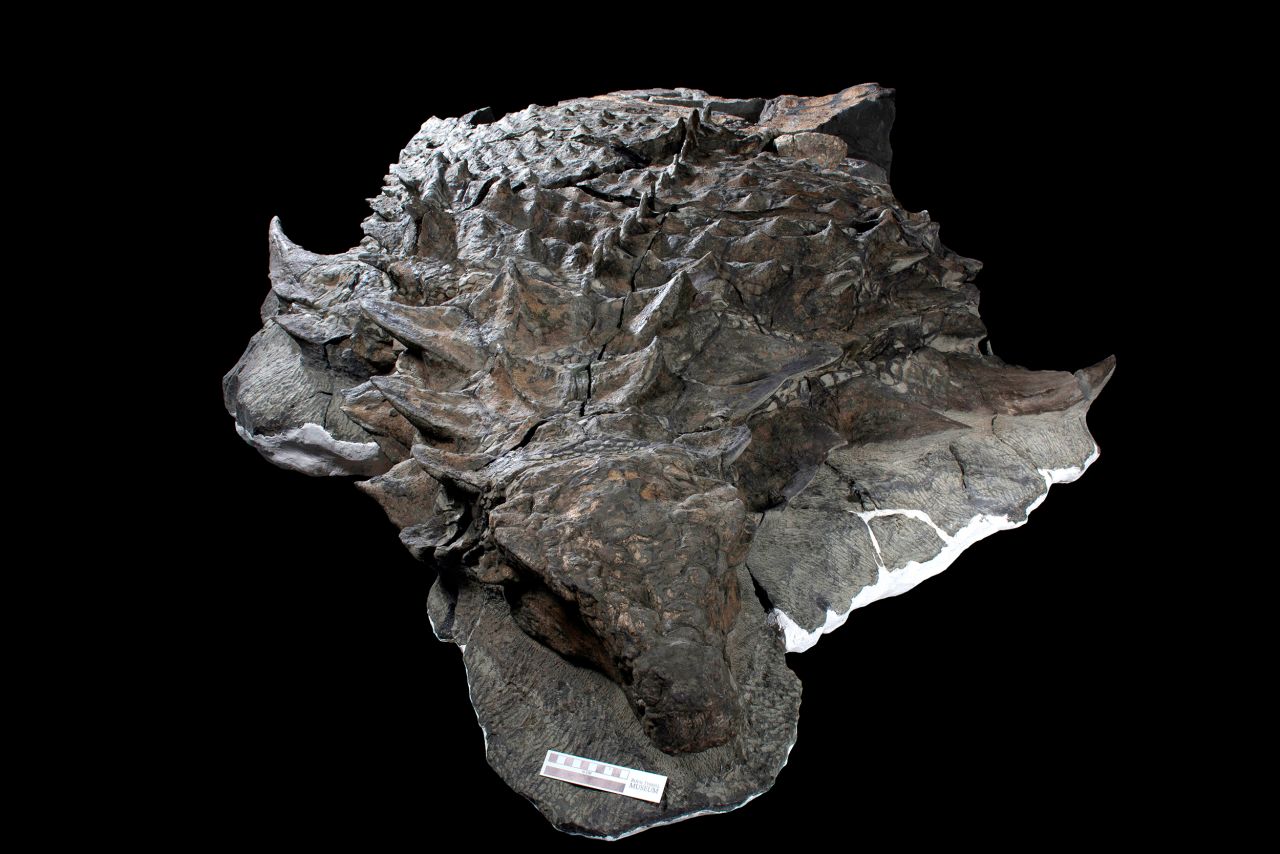 <strong>Full belly:</strong> Dinosaur stomachs and evidence of their diets are rarely preserved in the fossil record, but the last meal eaten by an armored nodosaur just before it died was captured in exquisite detail, <a href="https://www.cnn.com/2020/06/02/world/nodosaur-fossil-stomach-contents-scn-trnd/index.html" target="_blank">according to a study of a unique fossil published in June</a>.