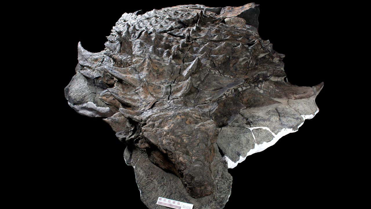 The fossil of the nodosaur is incredibly well preserved.