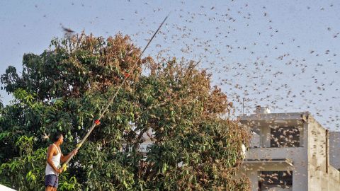A resident tries to fend off swarms of locusts from a mango tree in a residential area of Jaipur in the Indian state of Rajasthan on May 25, 2020.