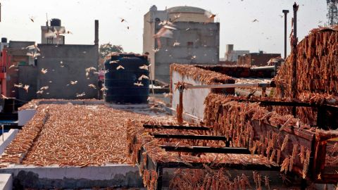 Swarms of locusts are seen atop a residential building in Jaipur in the Indian state of Rajasthan on May 25.