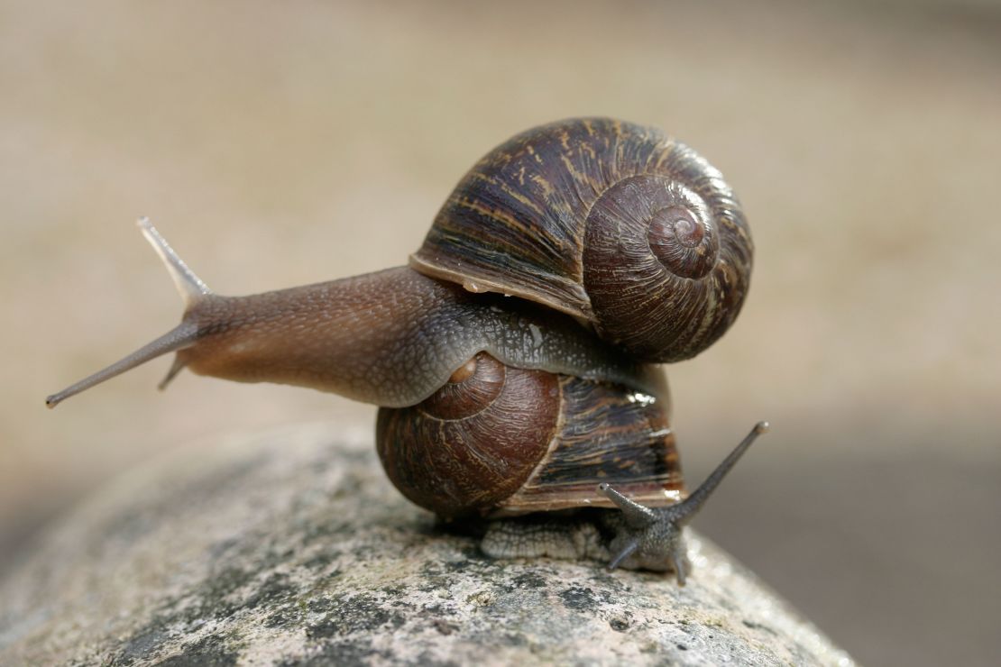 Jeremy, a sinistral garden snail, sits atop a dextral snail.
