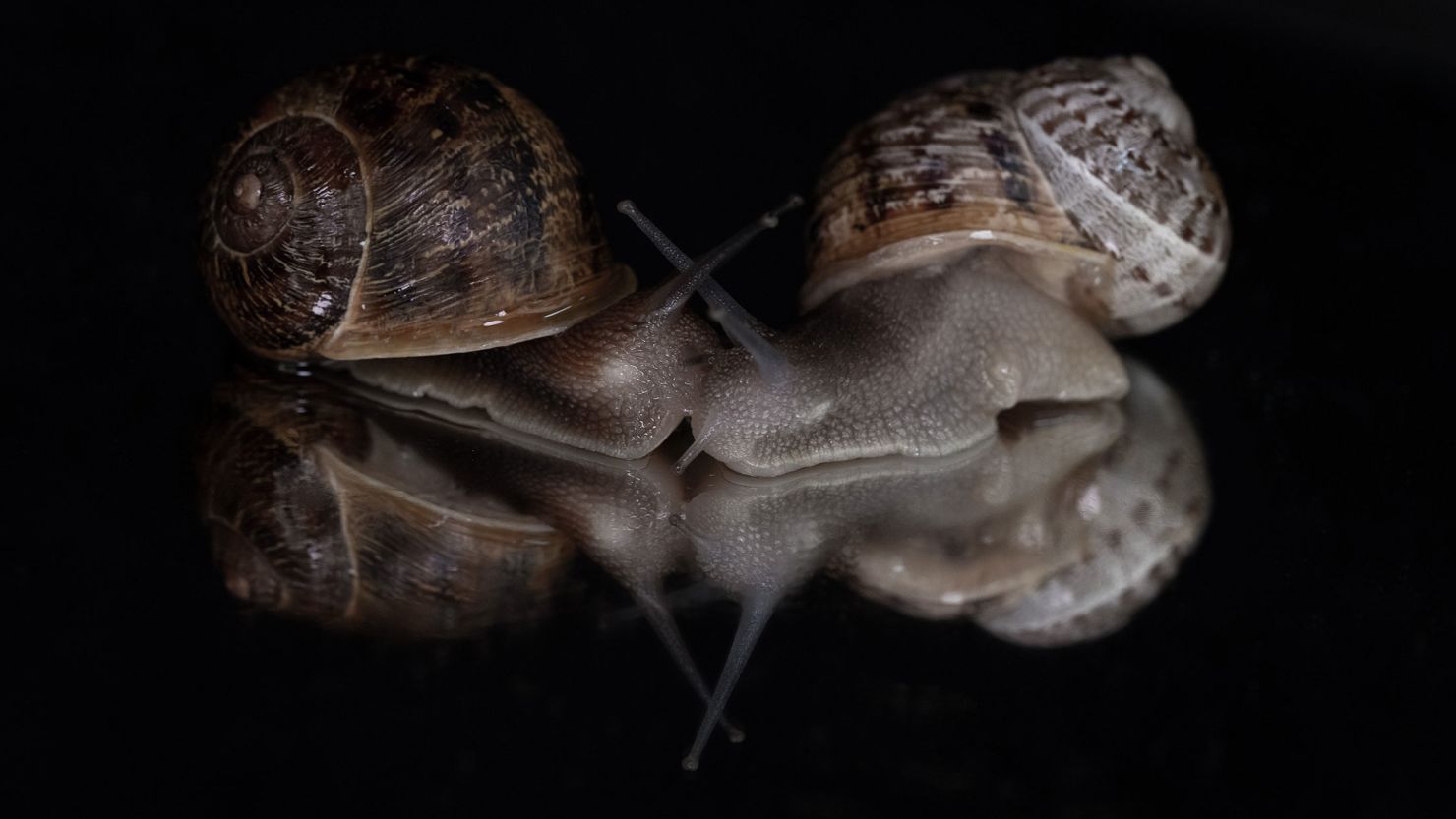 A dextral (righty) snail, whose shell coils to the right, sits on the right while its counterpart, a sinistral (lefty) snail, is on the left.