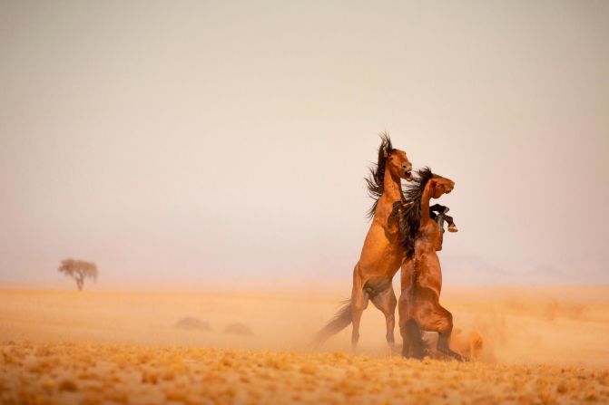 Wild horses have lived in the Namibian desert for more than a century. But their future is under threat. Photographer and filmmaker Teagan Cunniffe has captured the lives of the wild horses of the Namib Desert in intimate detail. Here she shares some of her best shots.<br />