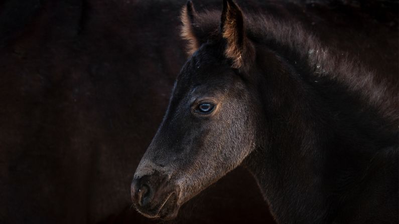 "I've been photographing the wild horses for quite a period of time and have seen them going through times of drought and times of more grass," says Cunniffe. "Watching their behaviour change and photographing these horses ... has been a complete privilege."