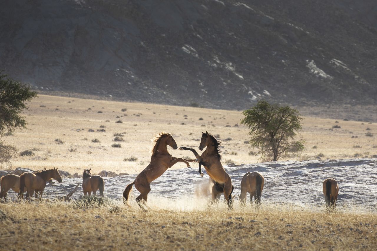 Cunniffe says her favorite photograph is one of two stallions fighting: "It was taken at about three o'clock, so the light was still quite hard ... This was almost backlit and quite harsh, but I think it suits the scene and what's going on."