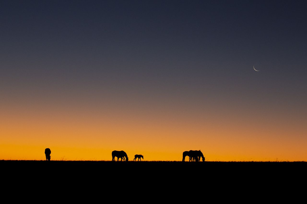 "They're quite small and lean (and) angular," says the photographer of the horses, which descended from mining and/or military stock according to local historical accounts. "They don't really interact too much with you; they just go about doing their thing."