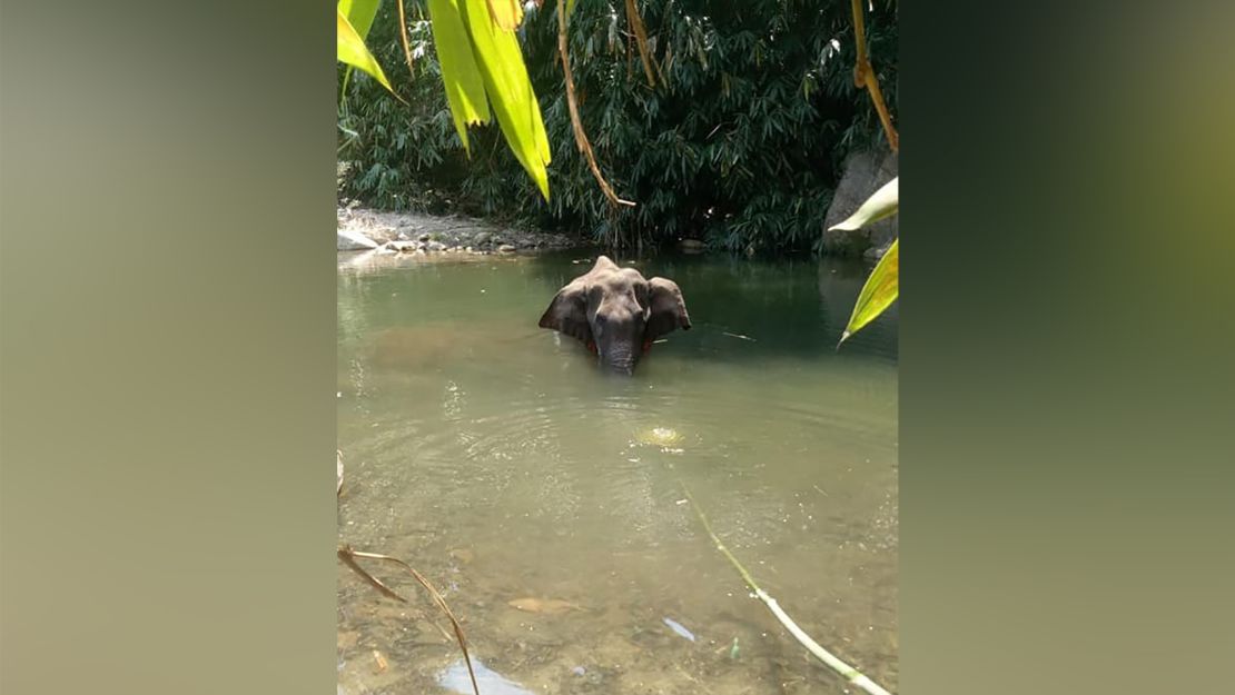 The death of a pregnant wild elephant, suspected to have been fatally injured after eating fruit stuffed with firecrackers that exploded in its mouth, has stirred public outrage.