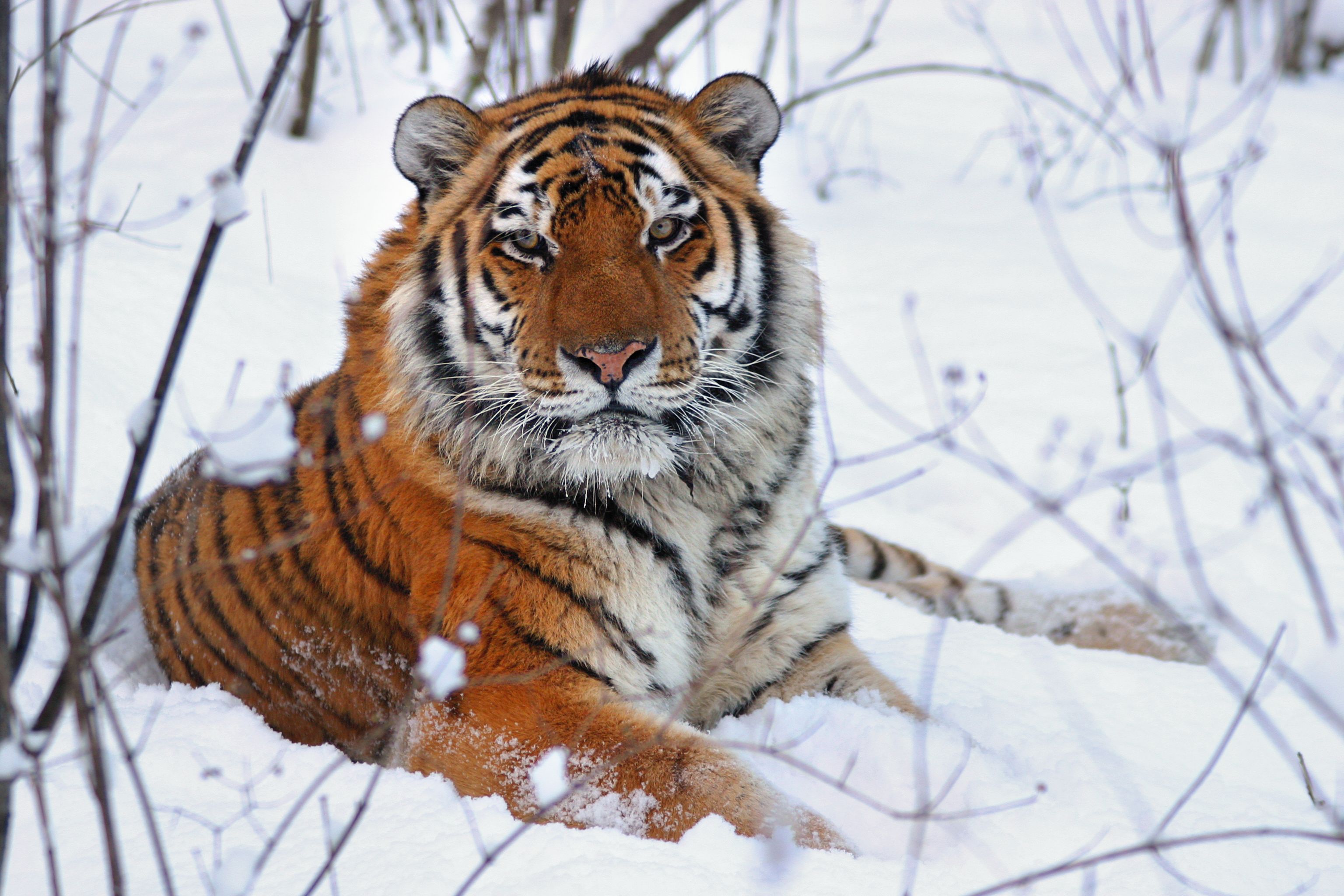 siberian tiger size comparison to human