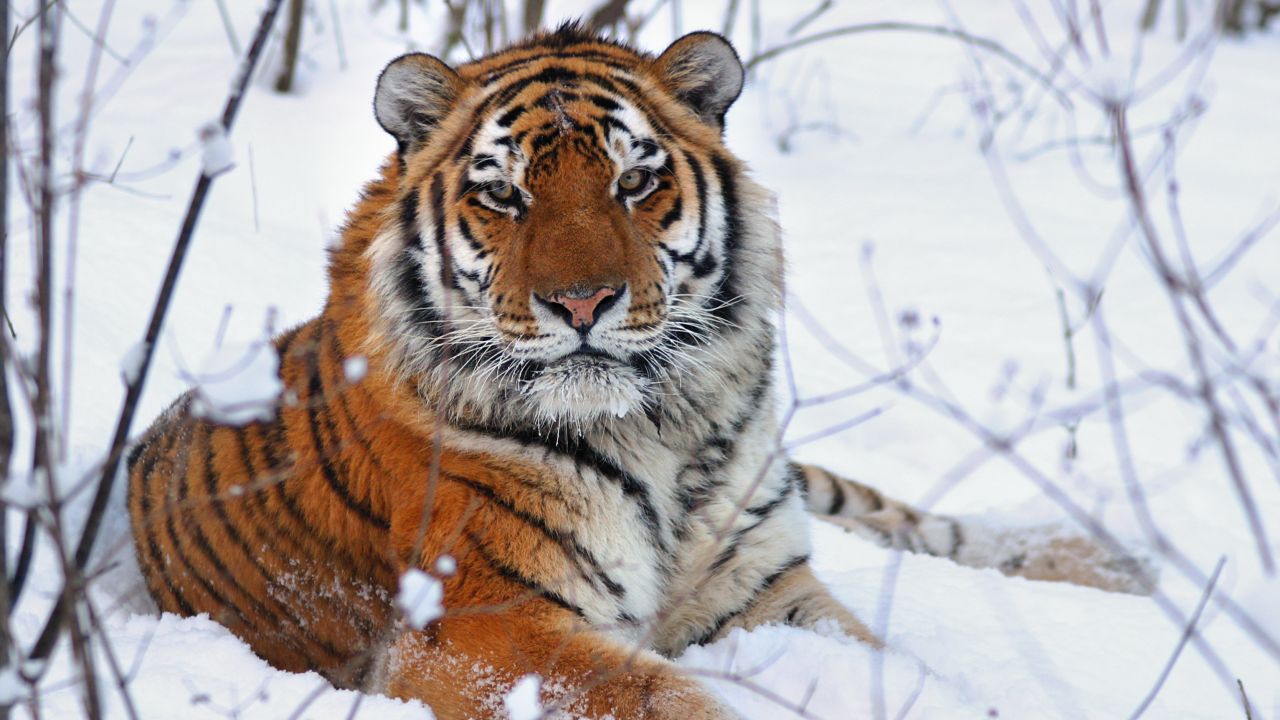 Siberian tigers grow a thick winter coat — allowing them to survive in the freezing temperatures of Russia's far east.