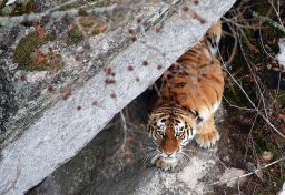 Sadly there are only 500 of these tiger royalty left in the wild -- 95% of which live in the Russian far east, according to WCS. An estimated 3,900 tigers remain in the wild in total.