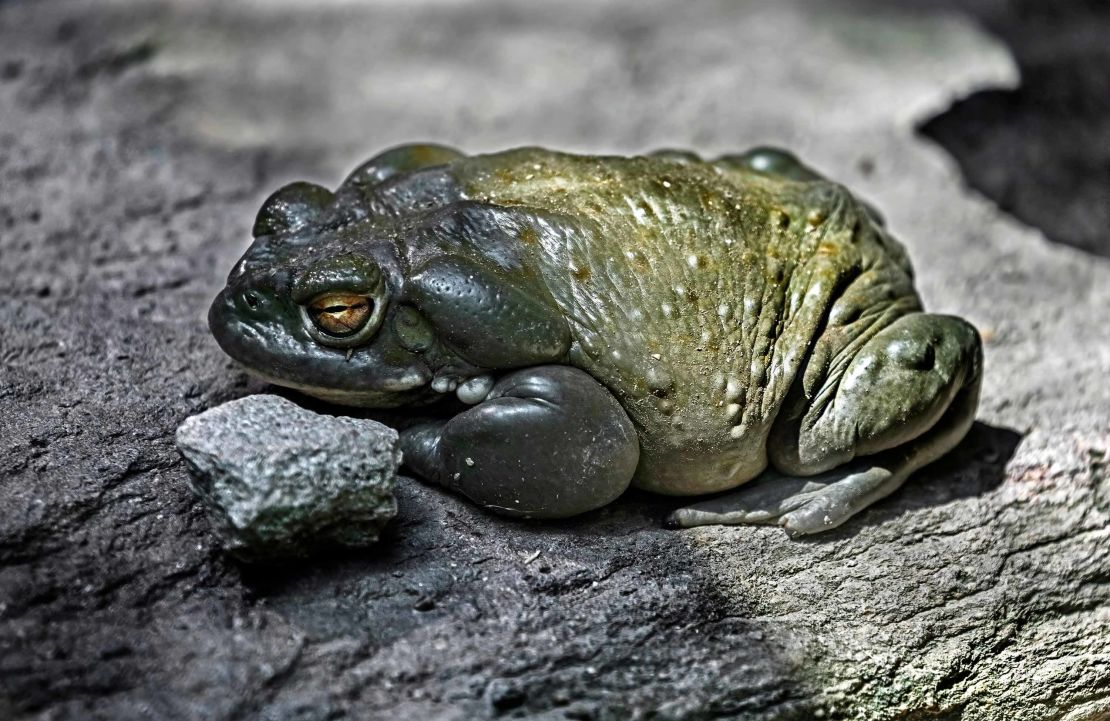 The Bufo alvarius toad, pictured here in a stock image, is found in Arizona, New Mexico and Mexico.