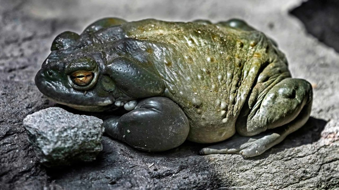 The Bufo alvarius toad, pictured here in a stock image, is found in Arizona, New Mexico and Mexico.