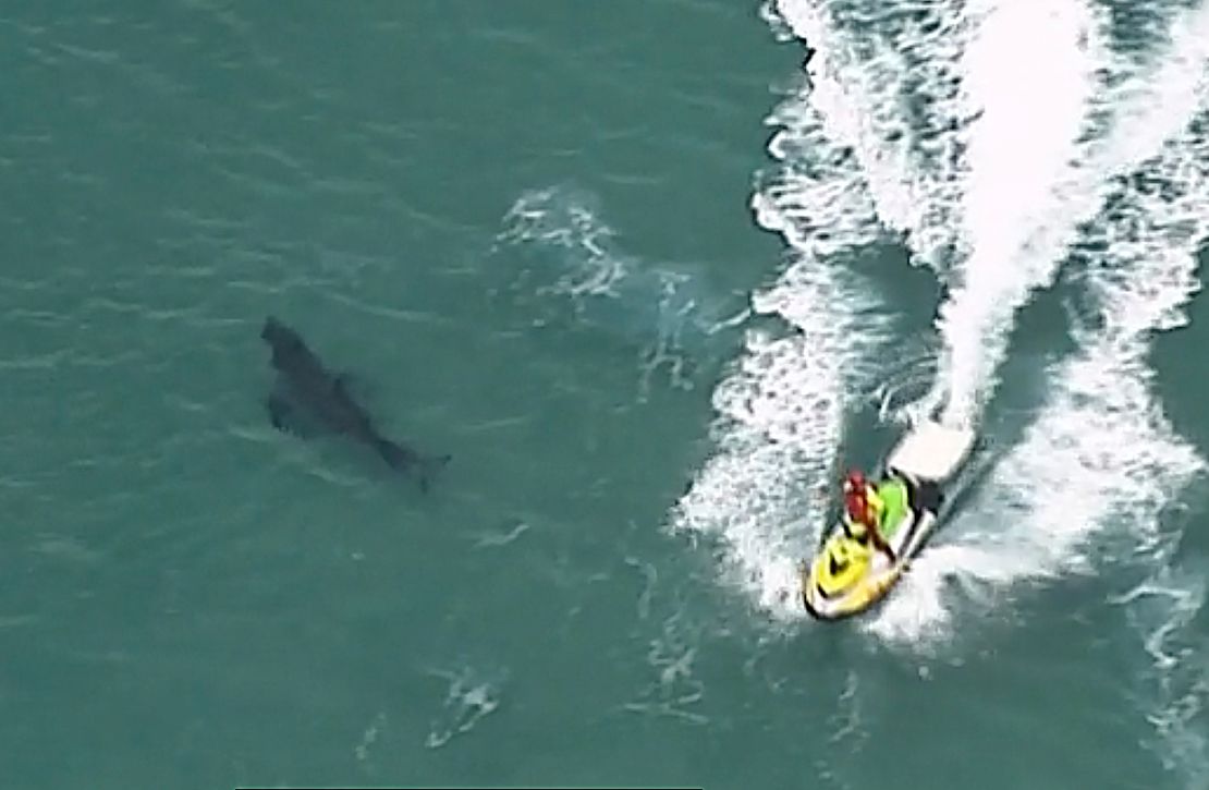 Australian shark attack: man killed by shark while spearfishing near