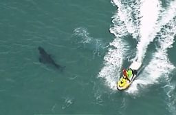 In this image made from aerial video, a jet ski passes over a shark swimming along the coast of Kingscliff, New South Whales, Australia, Sunday, June 7, 2020. 