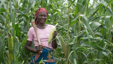 Babban Gona provides agricultural services to smallholder maize farmers in Nigeria.