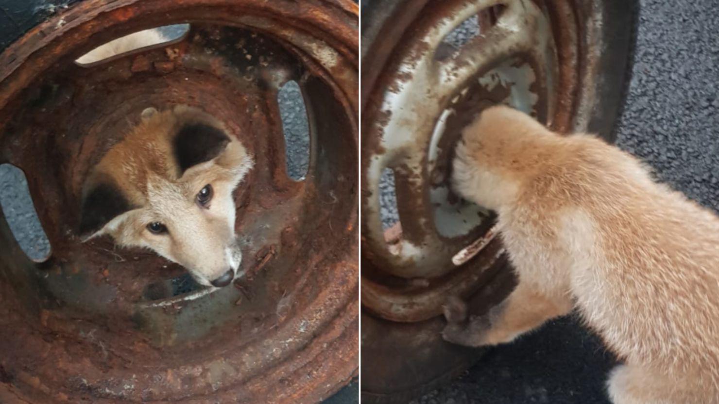 A Scottish fire station crew freed a fox cub that had got its head stuck in a wheel.