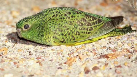 Australia's night parrot is incredibly rare and elusive.