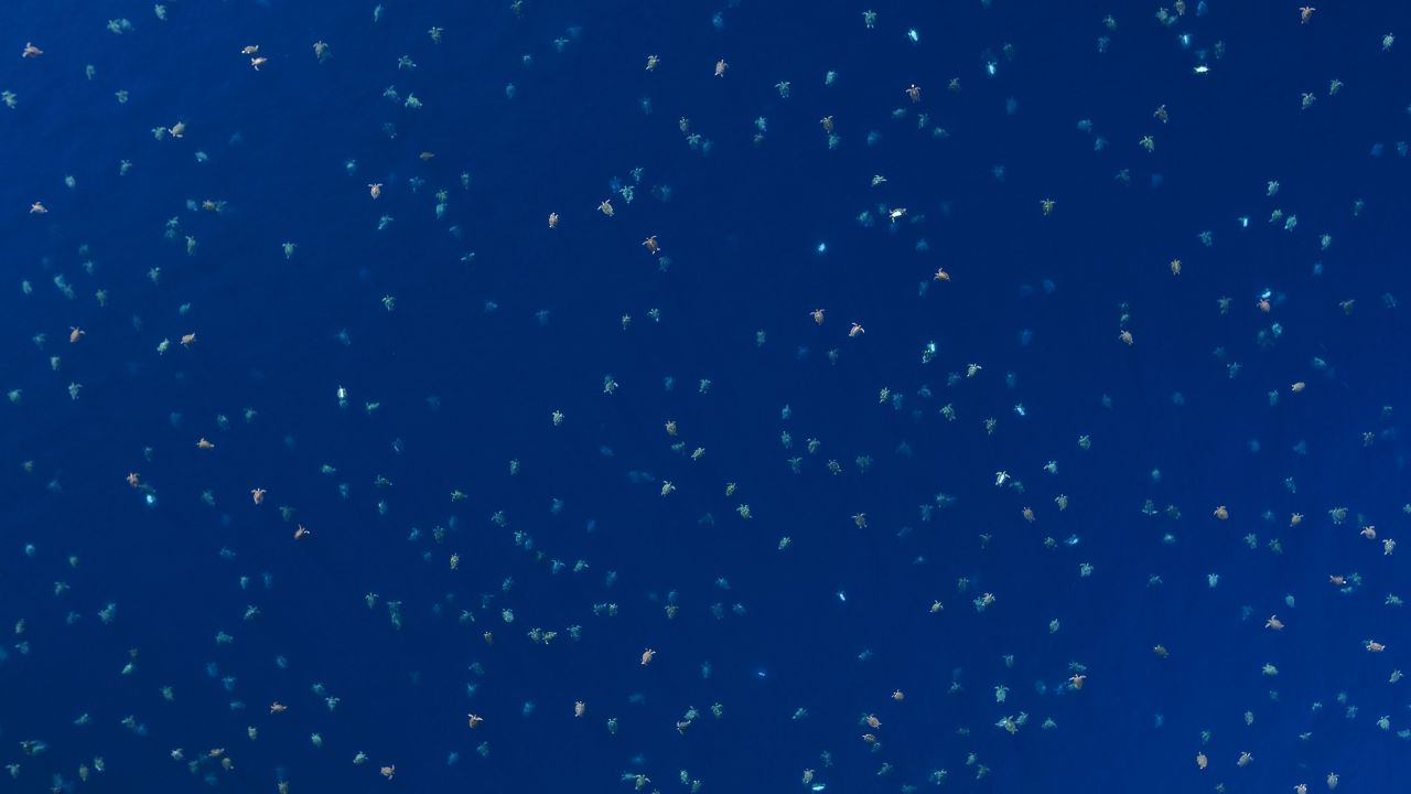 This aerial photo shows <a href="https://www.cnn.com/2020/06/09/world/green-turtle-drone-nesting-intl-scli-scn/index.html" target="_blank">thousands of green turtles</a> congregating on the edge of Australia's Great Barrier Reef during the nesting season. The creatures are endangered and under threat.