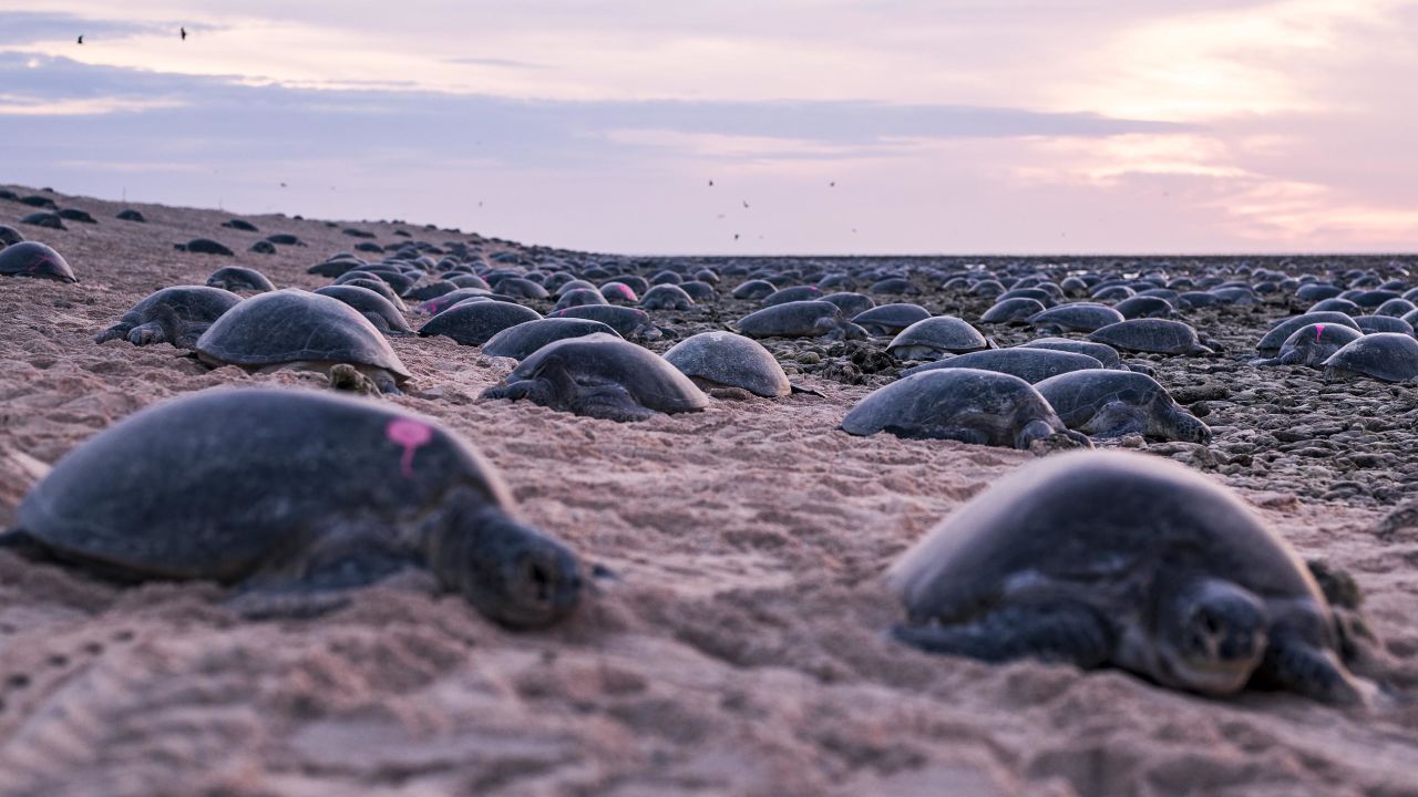Green turtles are endangered because of hunting, harvesting of their eggs, loss of nesting habitat and becoming trapped in fishing equiptment.