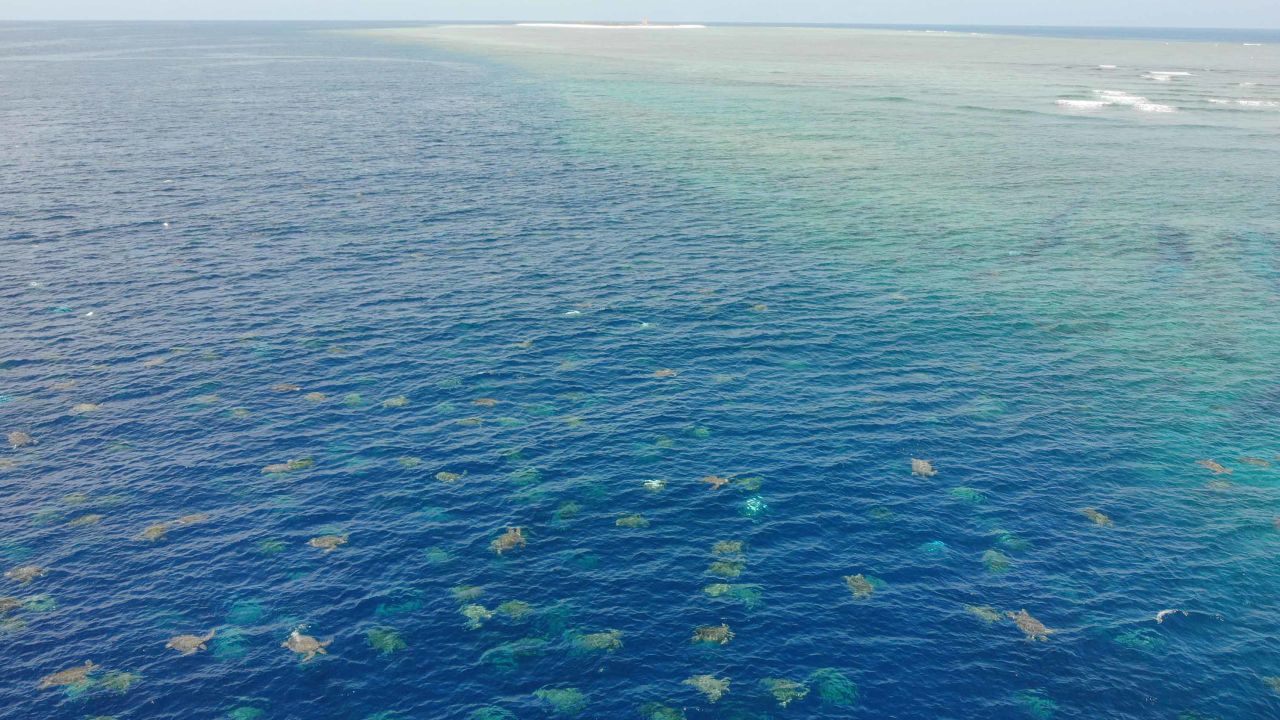 The creatures nest at Raine Island, a vegetated coral cay.