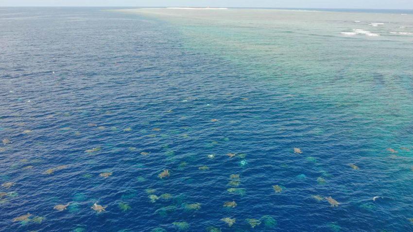 Raine Island turtle aggregation2. Must credit Great Barrier Reef Foundation and Queensland Government